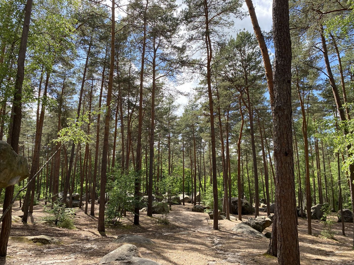 Circuit des 25 bosses - forêt de Fontainebleau