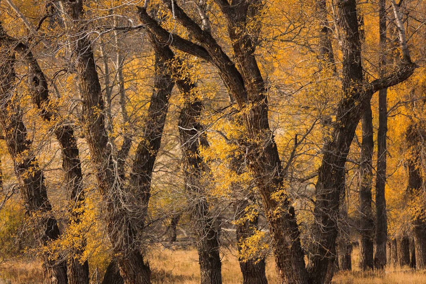USA Lamar Valley Yellowstone National Park Wyoming