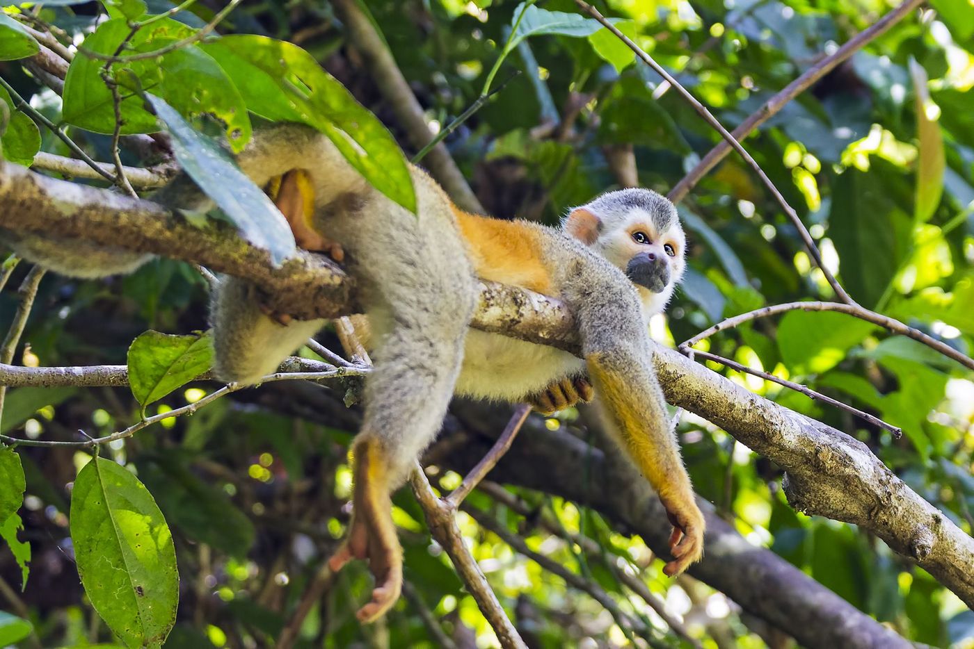 Costa Rica Singe
