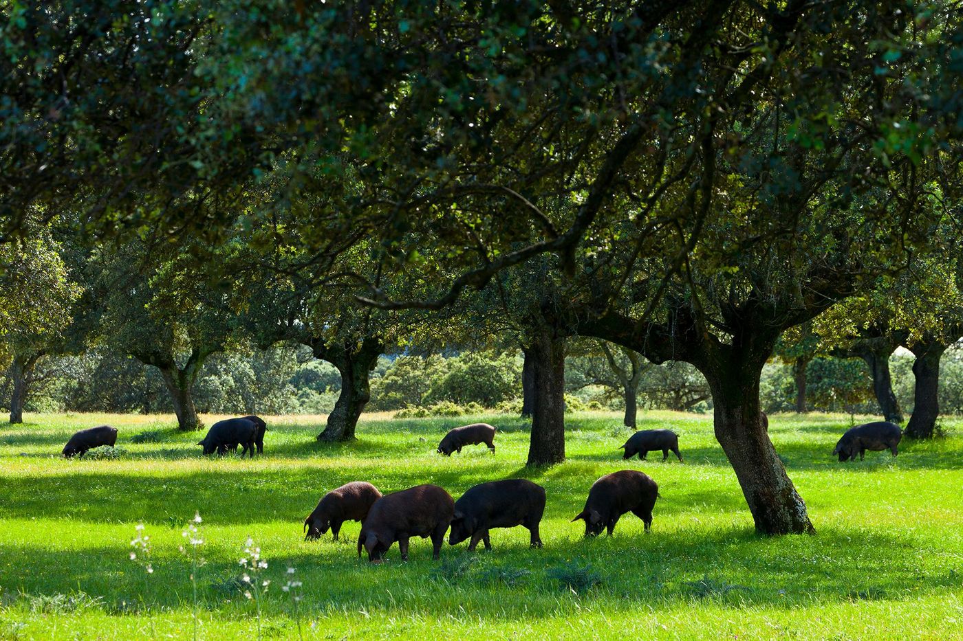 Cochons noirs - dehesa du parc national de Monfragüe