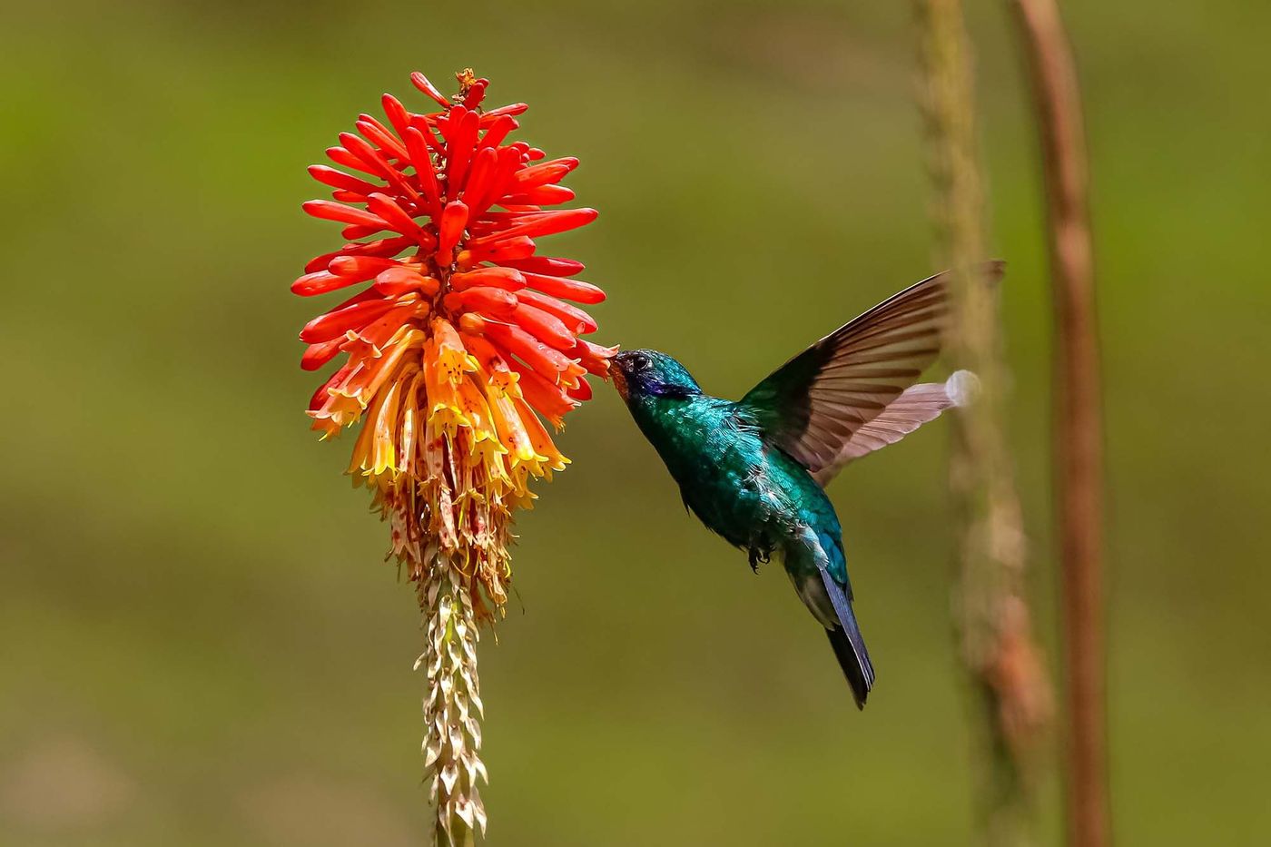 Colibri de de la vallée de Cocora