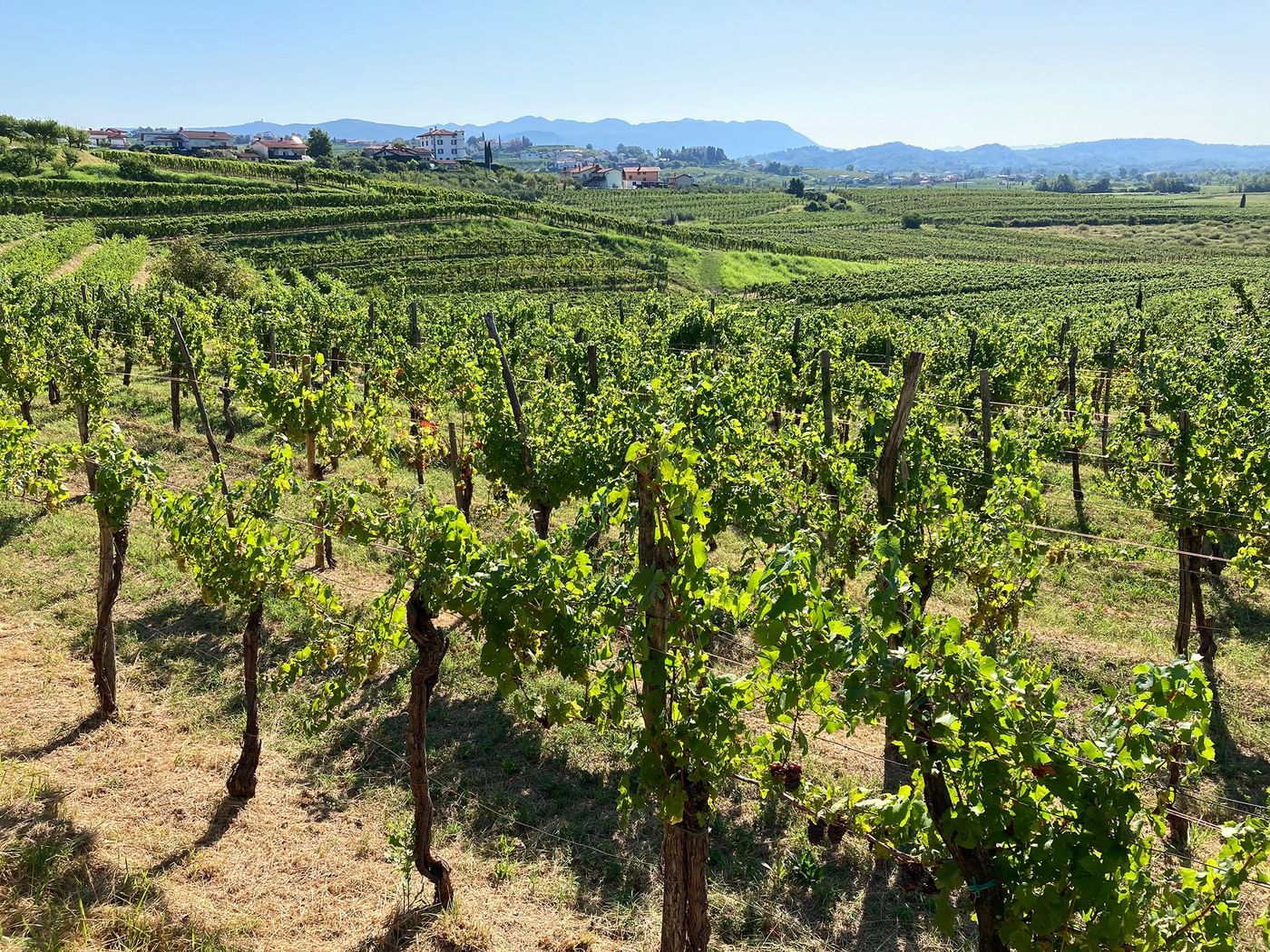 Collio Goriziano
