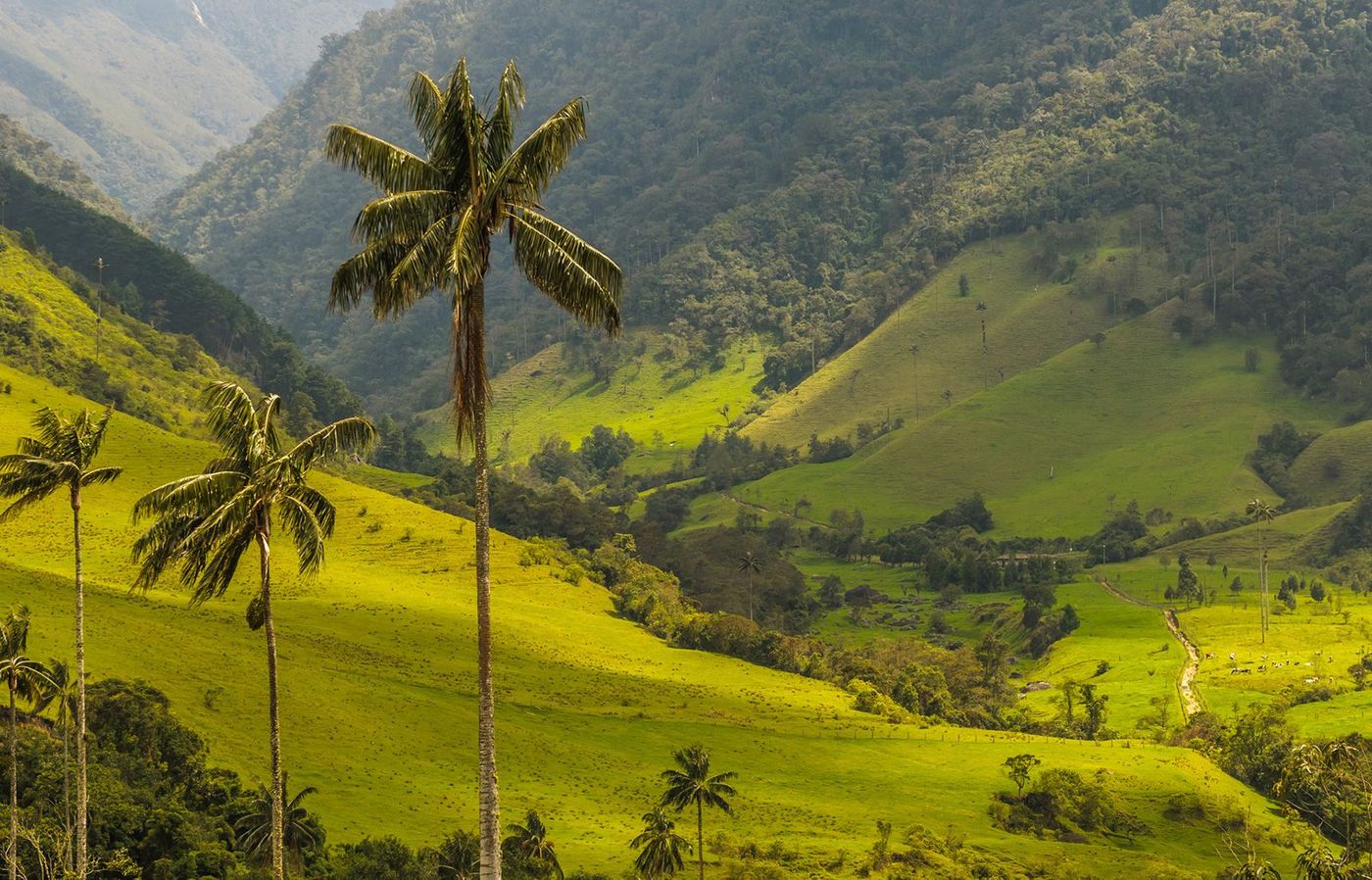 Colombie Vallée de Cocora