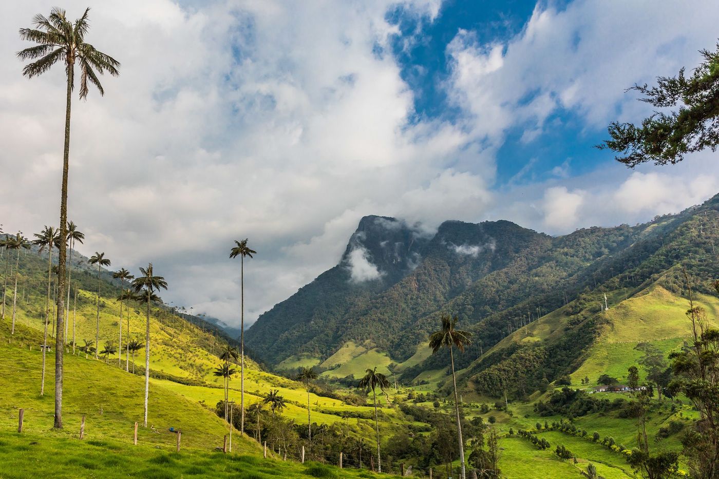 Colombie Vallée de Cocora
