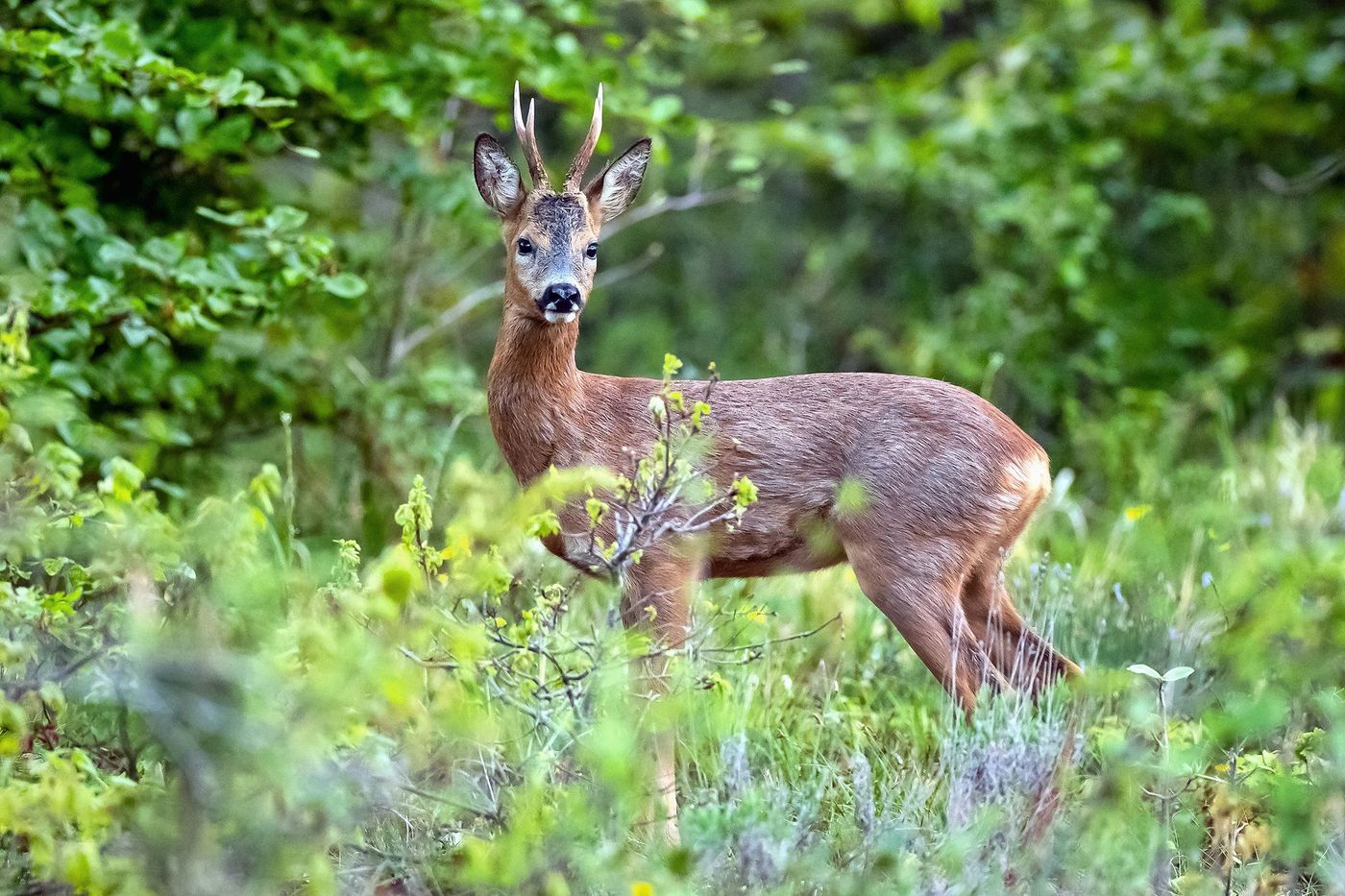 Compiègne Forêt Chevreuil