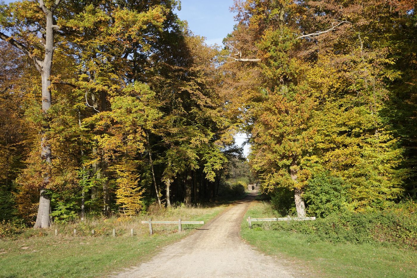 Compiègne Forêt