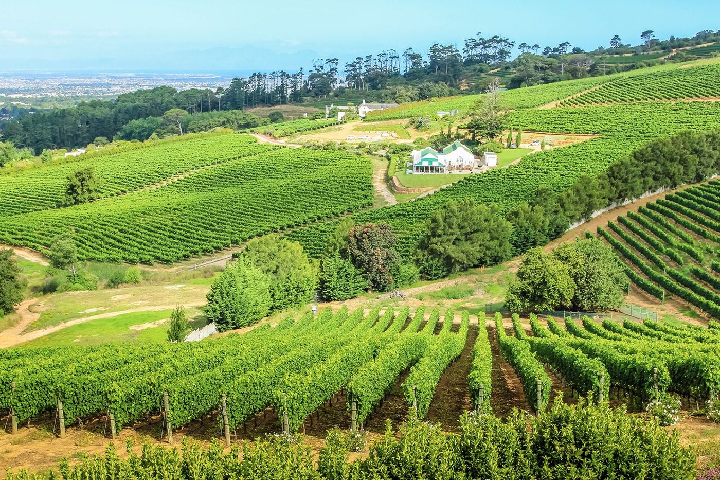 Afrique du Sud Vignobles de Constantia