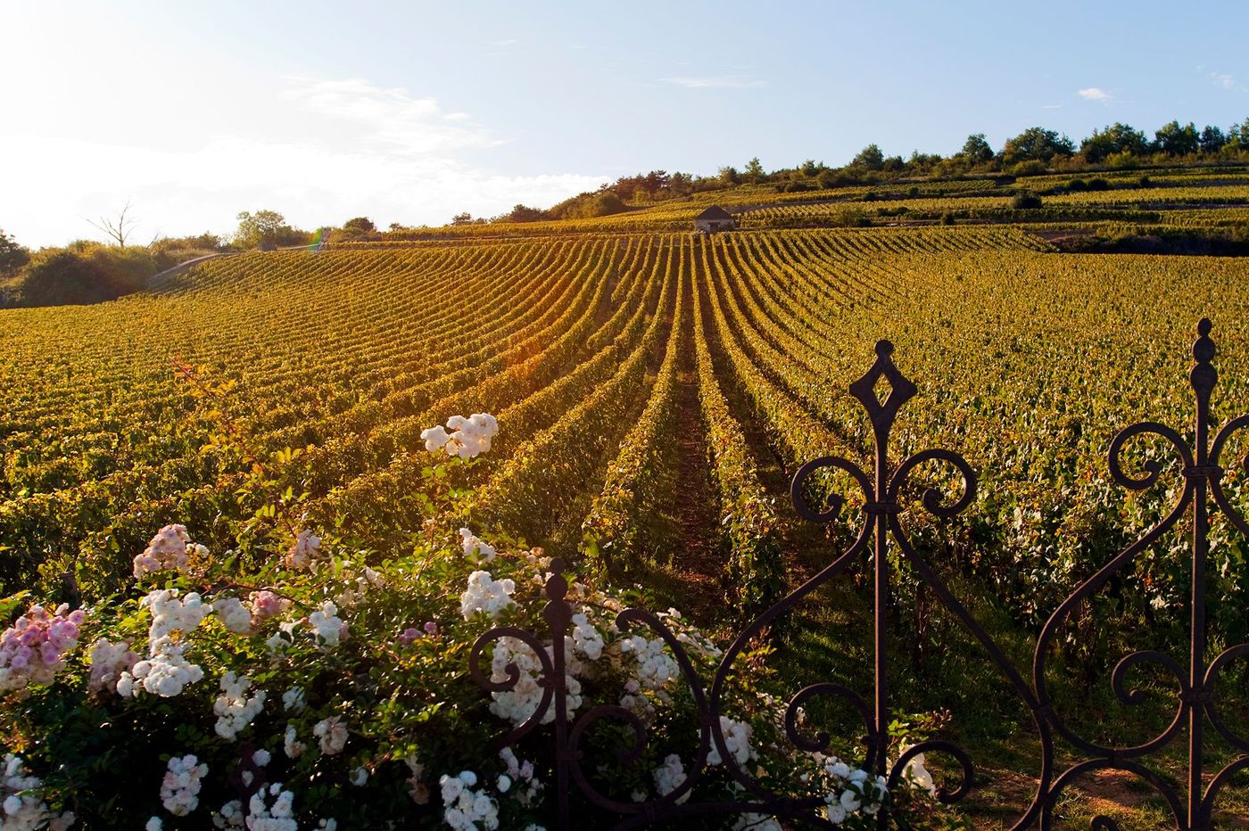Vignes