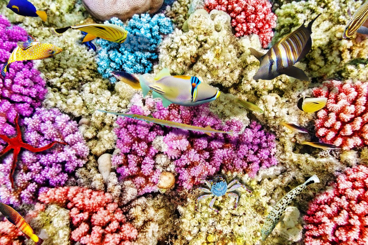 Corail Belize Mexique