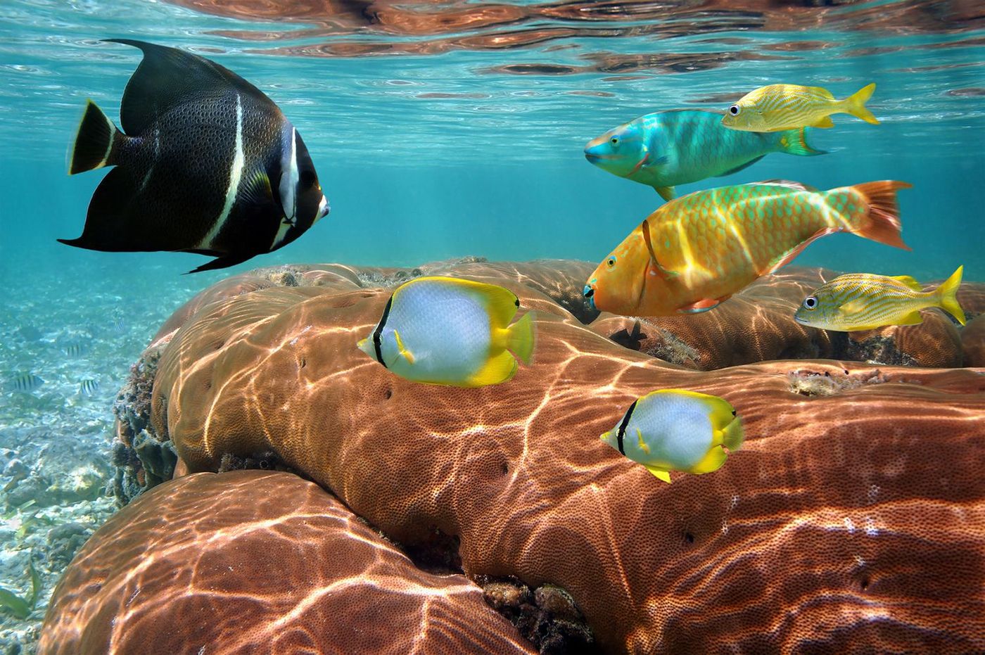 Mexique Yucatan Poissons et corail