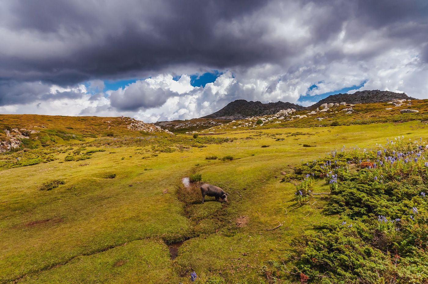 Corse Plateau de Coscione