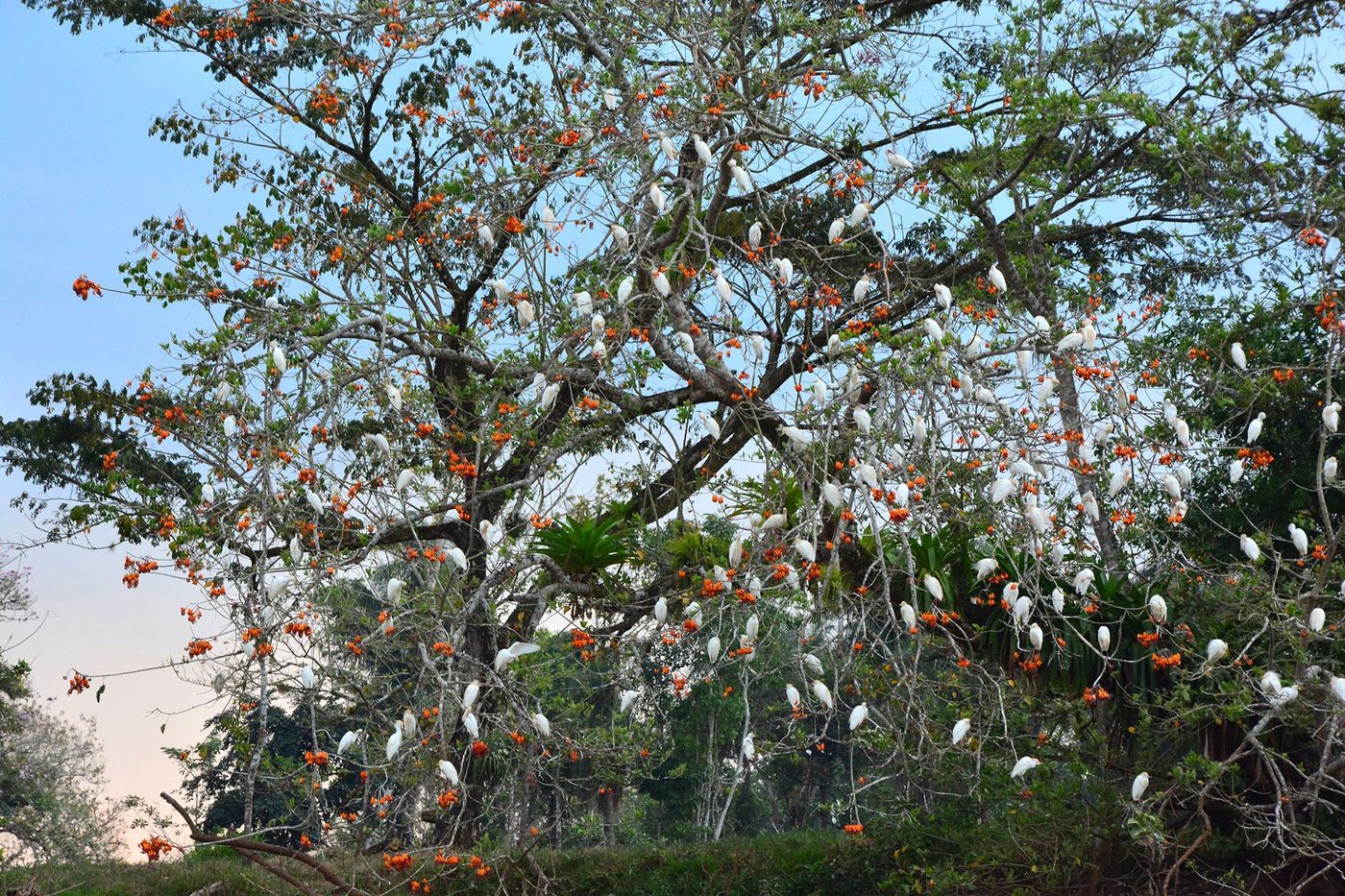 Costa Rica Cano Negro