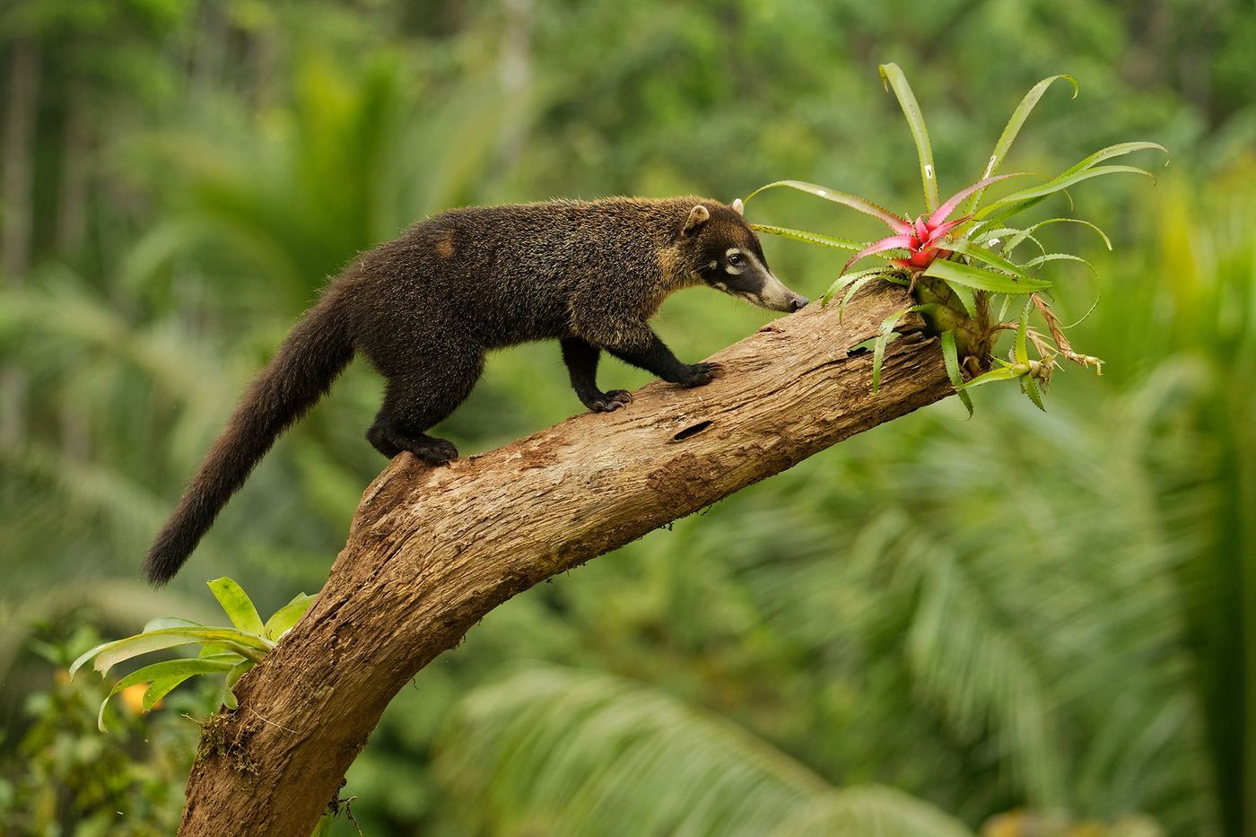 Costa Rica Coati