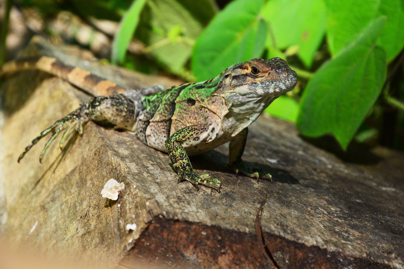 Costa Rica Iguane
