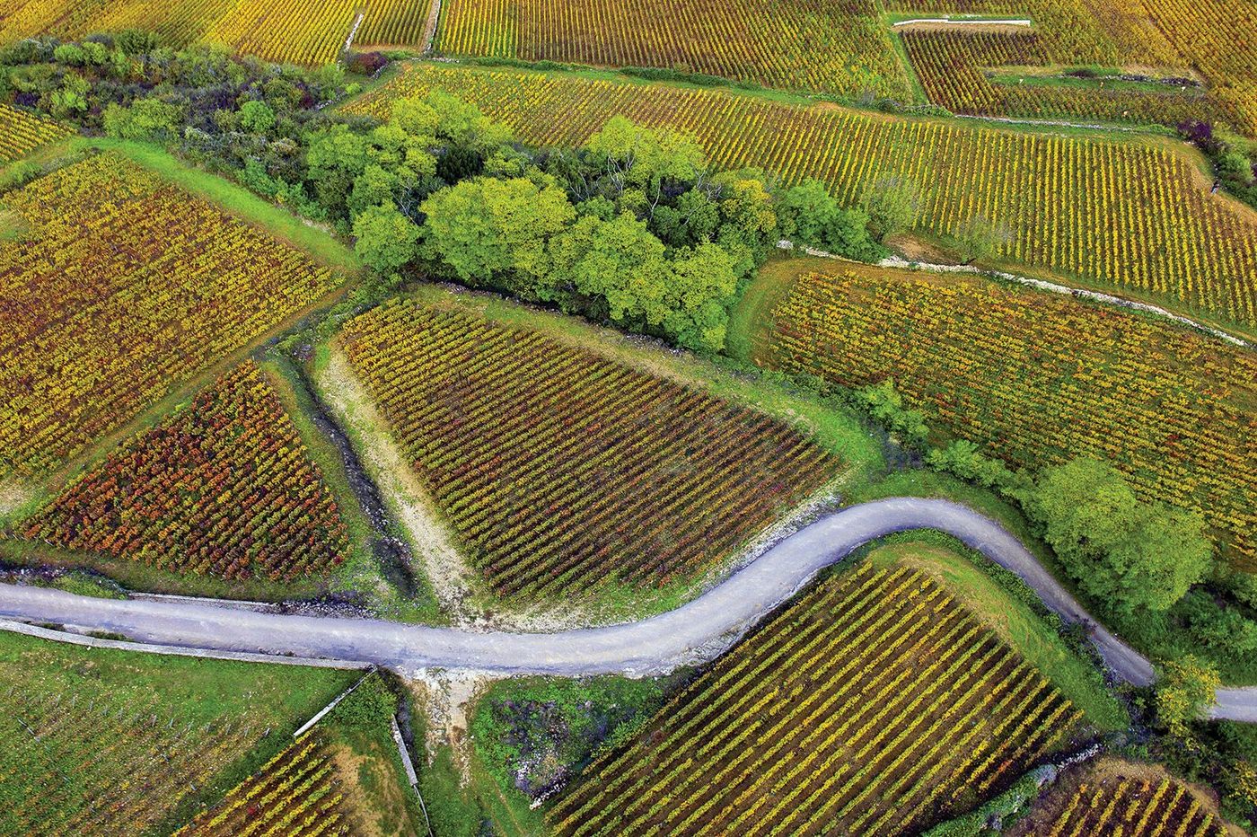Côte d'Or Vignes