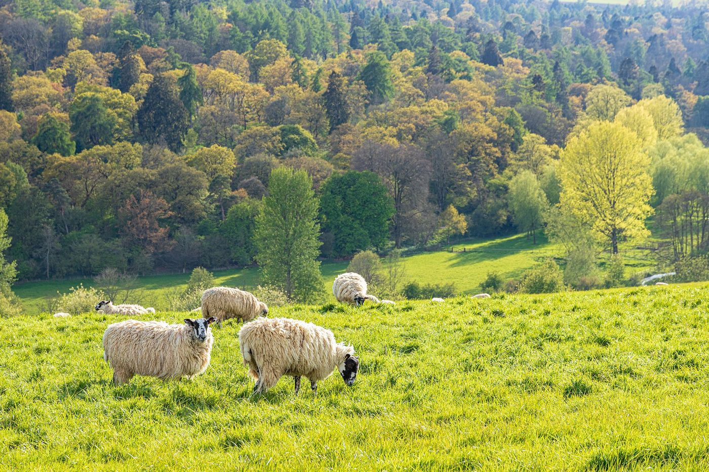 Cotswolds - moutons