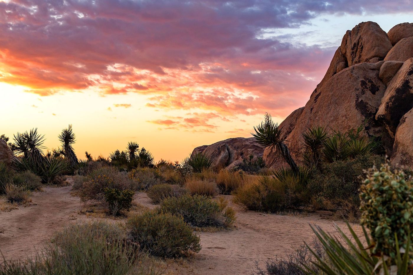 Coucher de soleil - Joshua Tree National Park