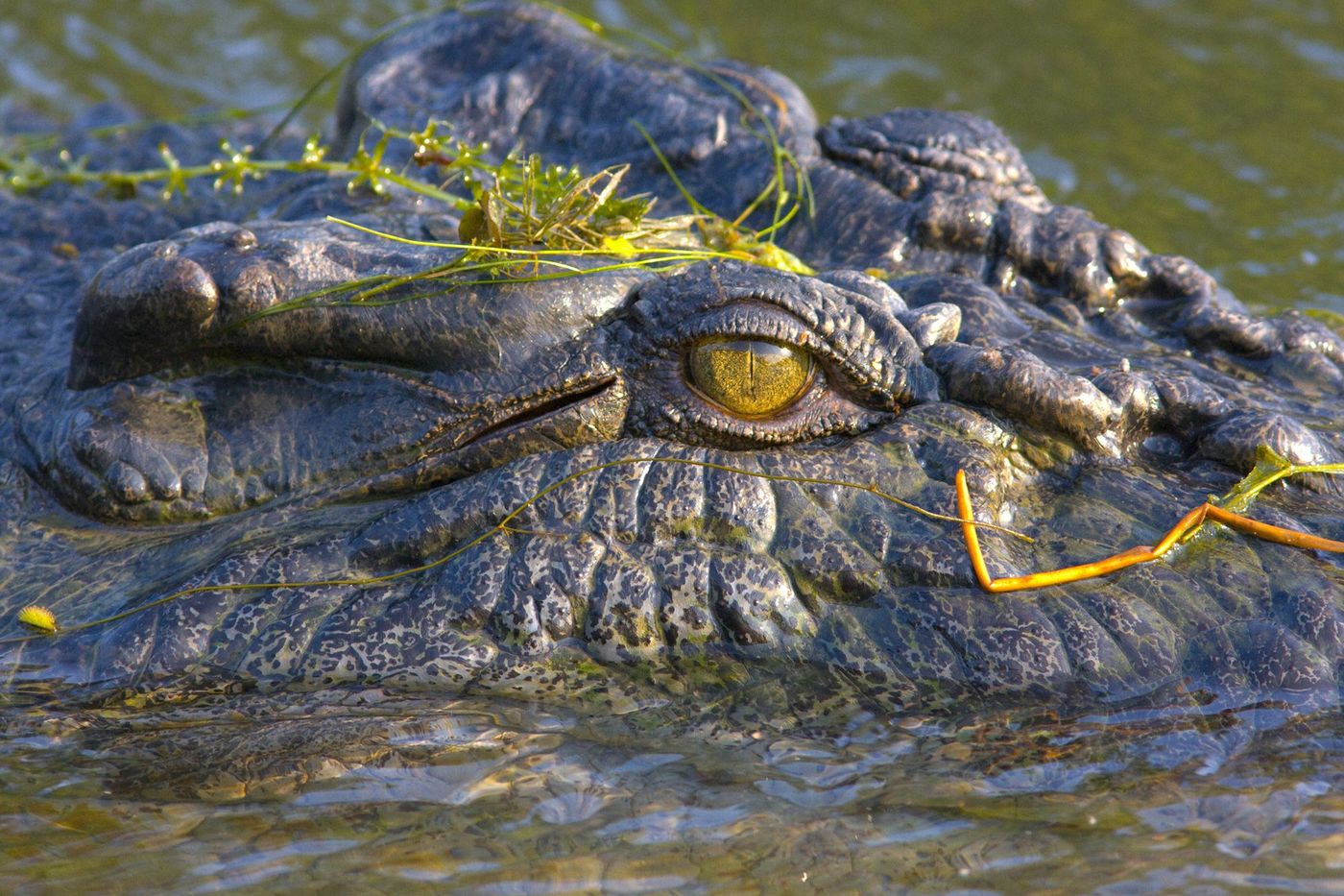 Crocodile, parc national de Kakadu, Territoire du Nord