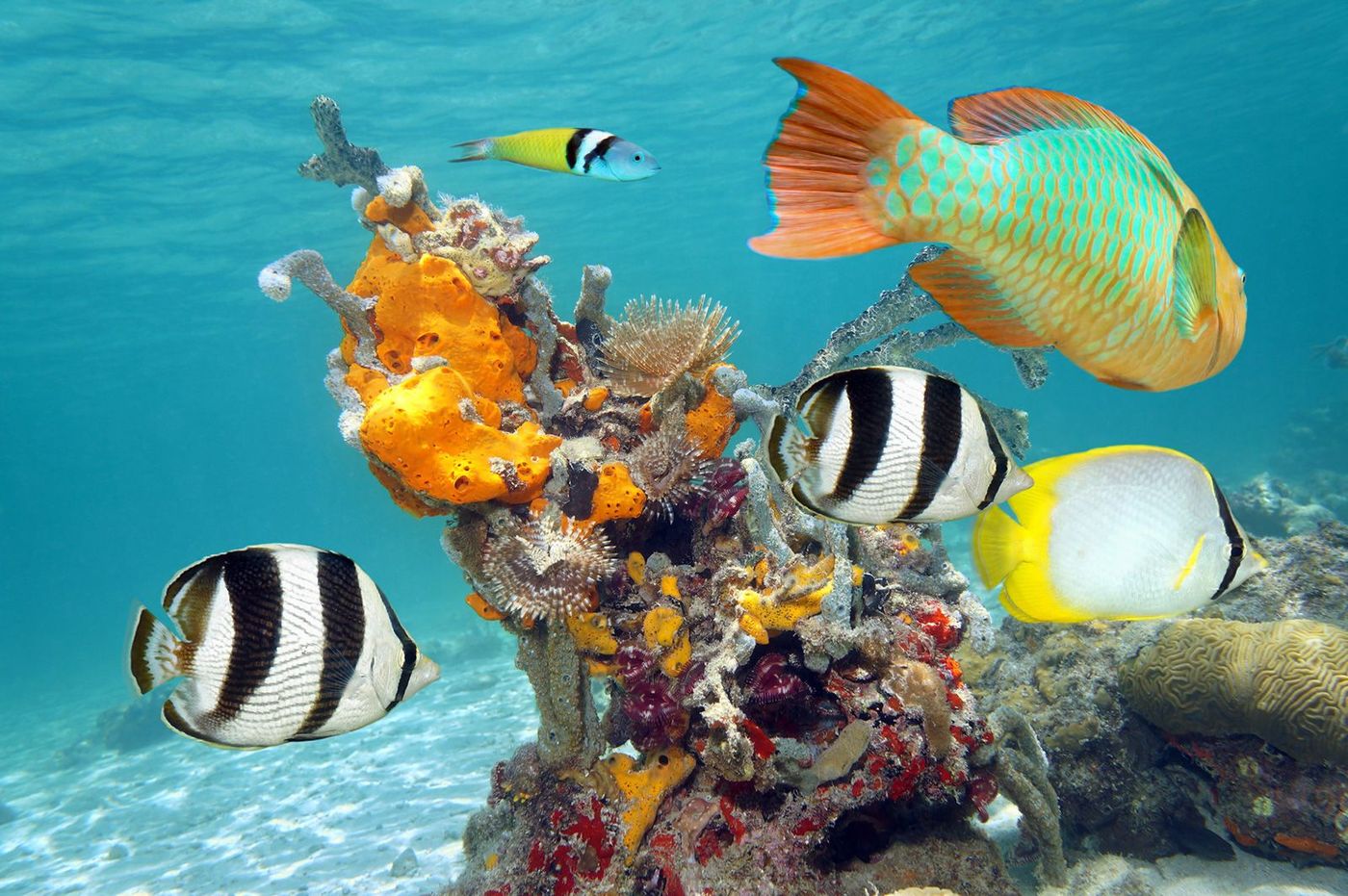 Cuba Poissons
