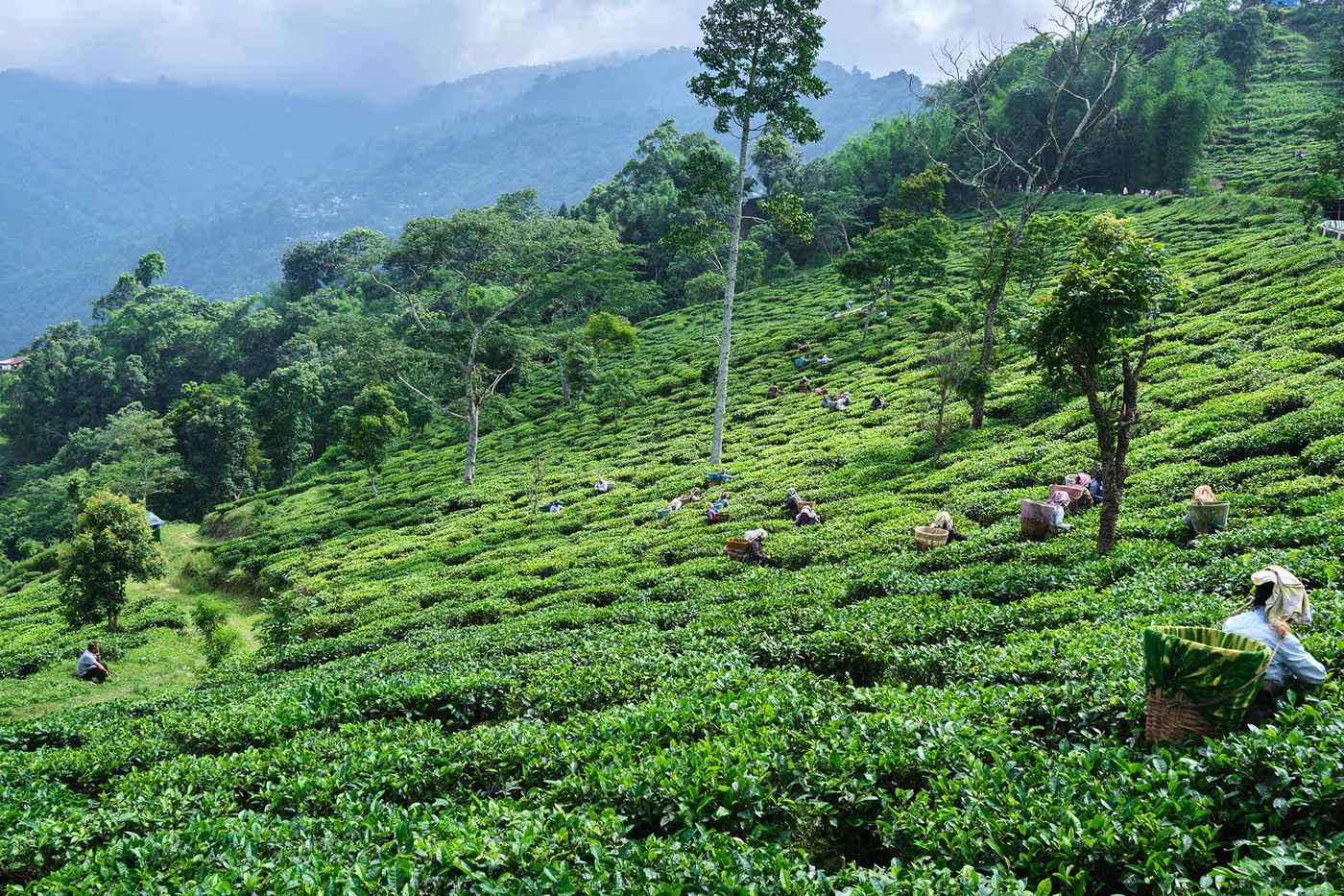 Cueilleuses dans une plantation de thé - Darjeeling