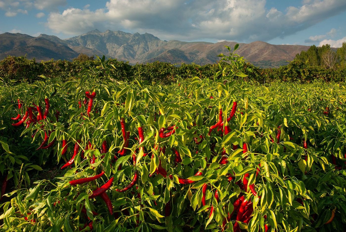 Culture de paprika - vallée de la Vera
