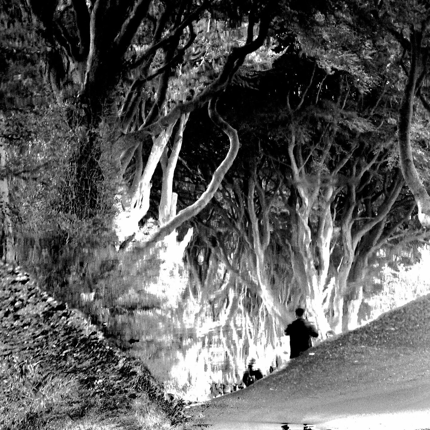 Dark Hedges Irlande du Nord