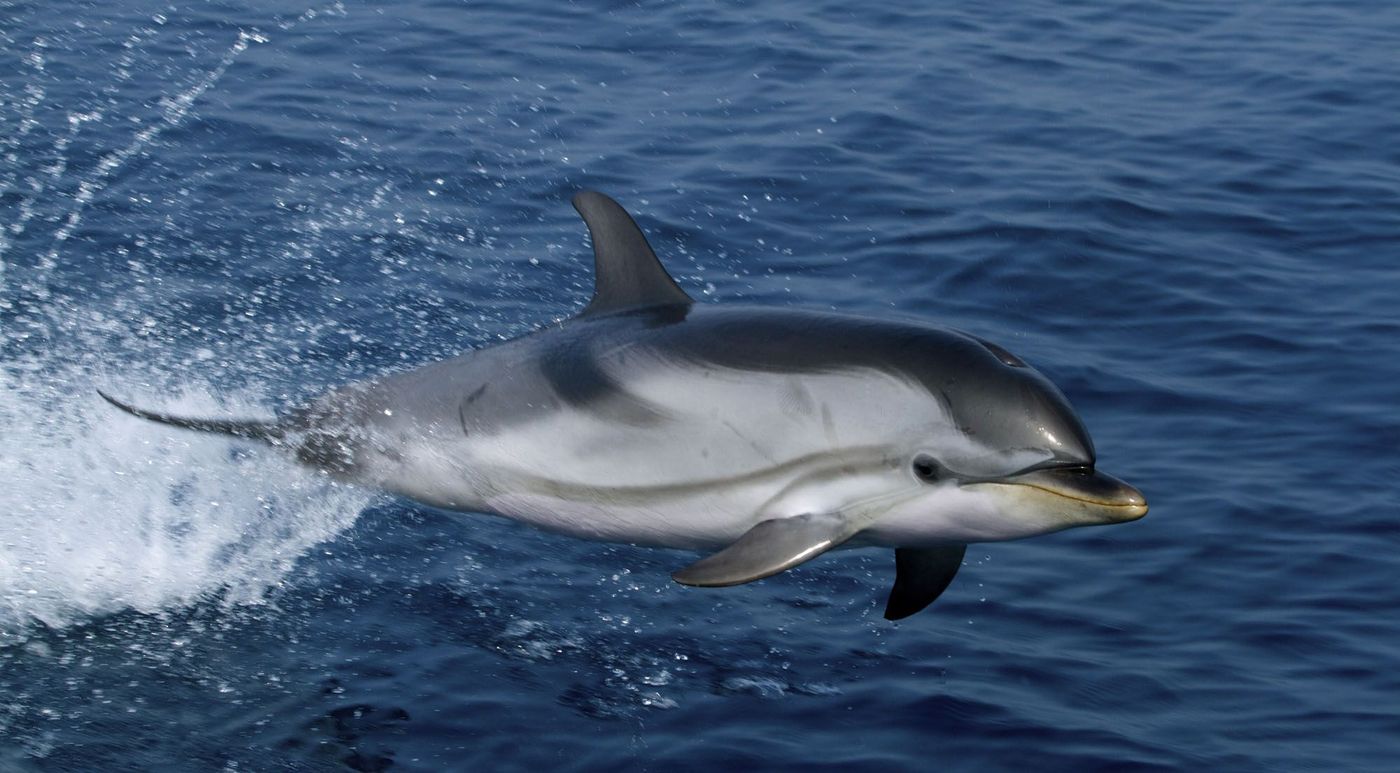 Dauphins Où animaux France
