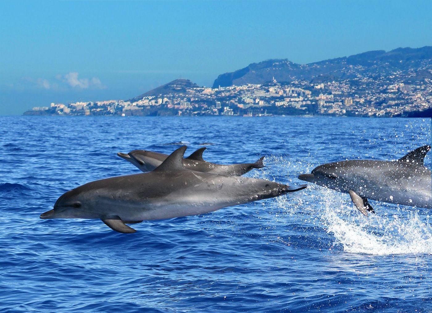 Madère dauphins