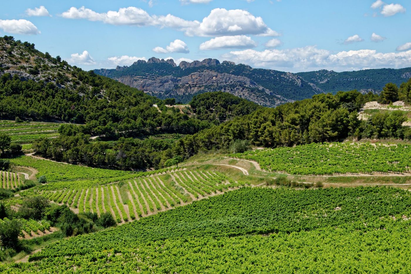 Provence Dentelles de Montmirail Vignes