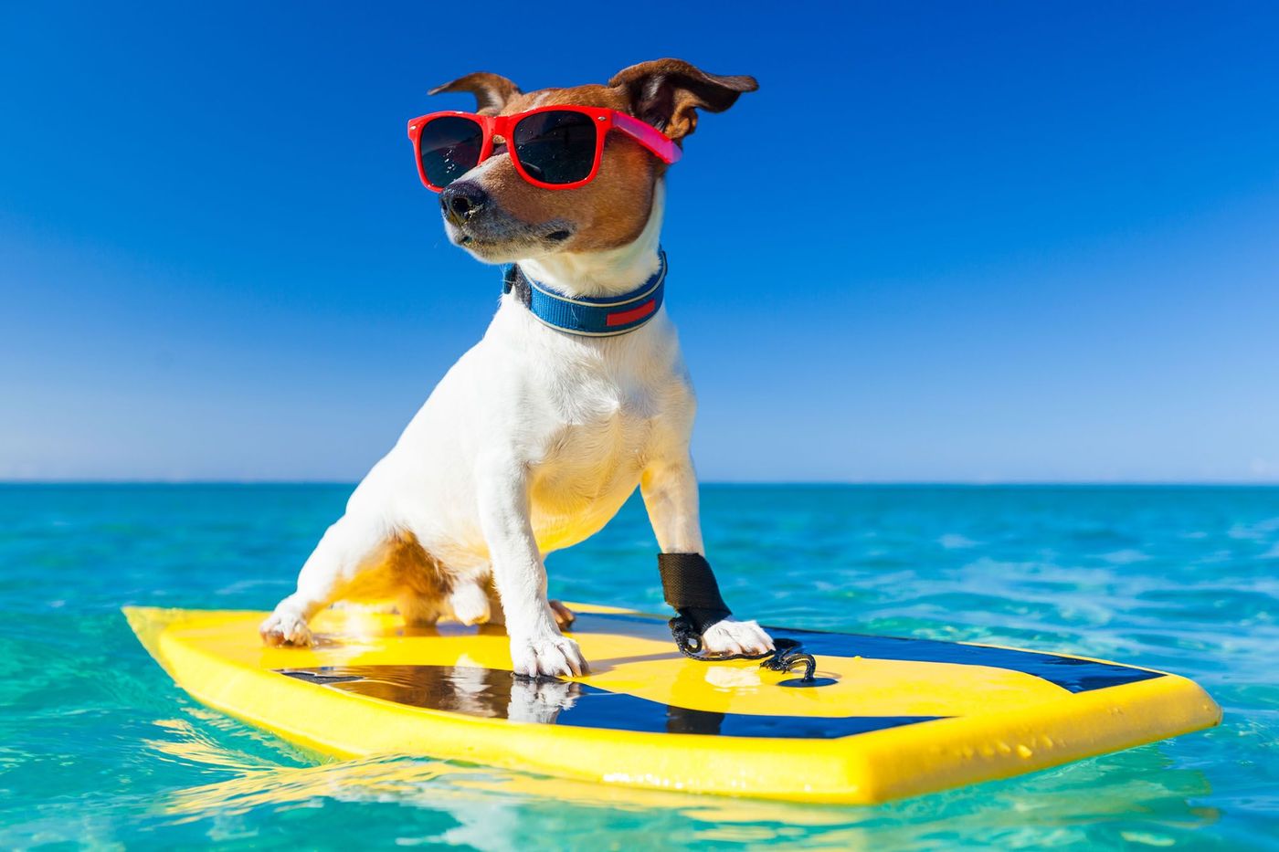 Dernières Dispos Chien Vacances