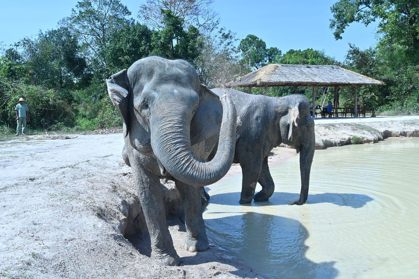 Derniers éléphants - Kulen Elephant Forest