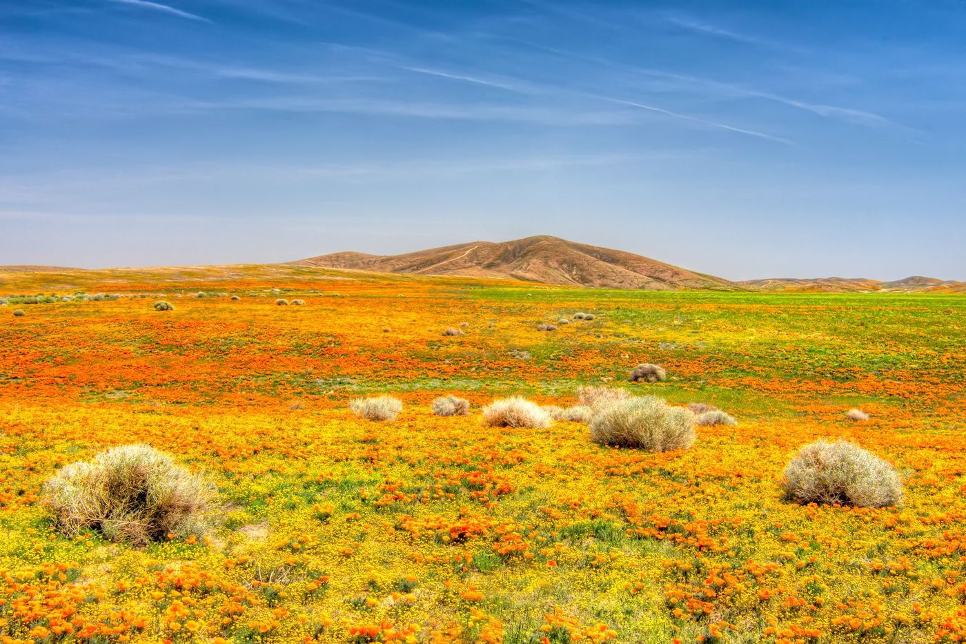 Désert Fleurs Californie