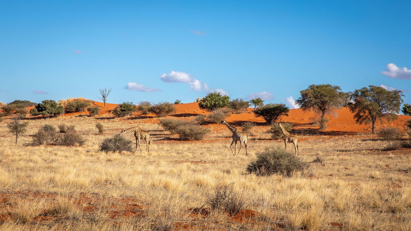 Une colonie de girafes dans la savane du désert du Kalahari - Botswana