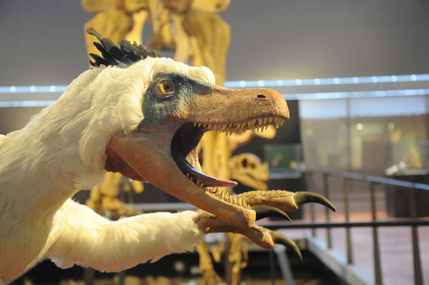 Dinosaures Musee Aude