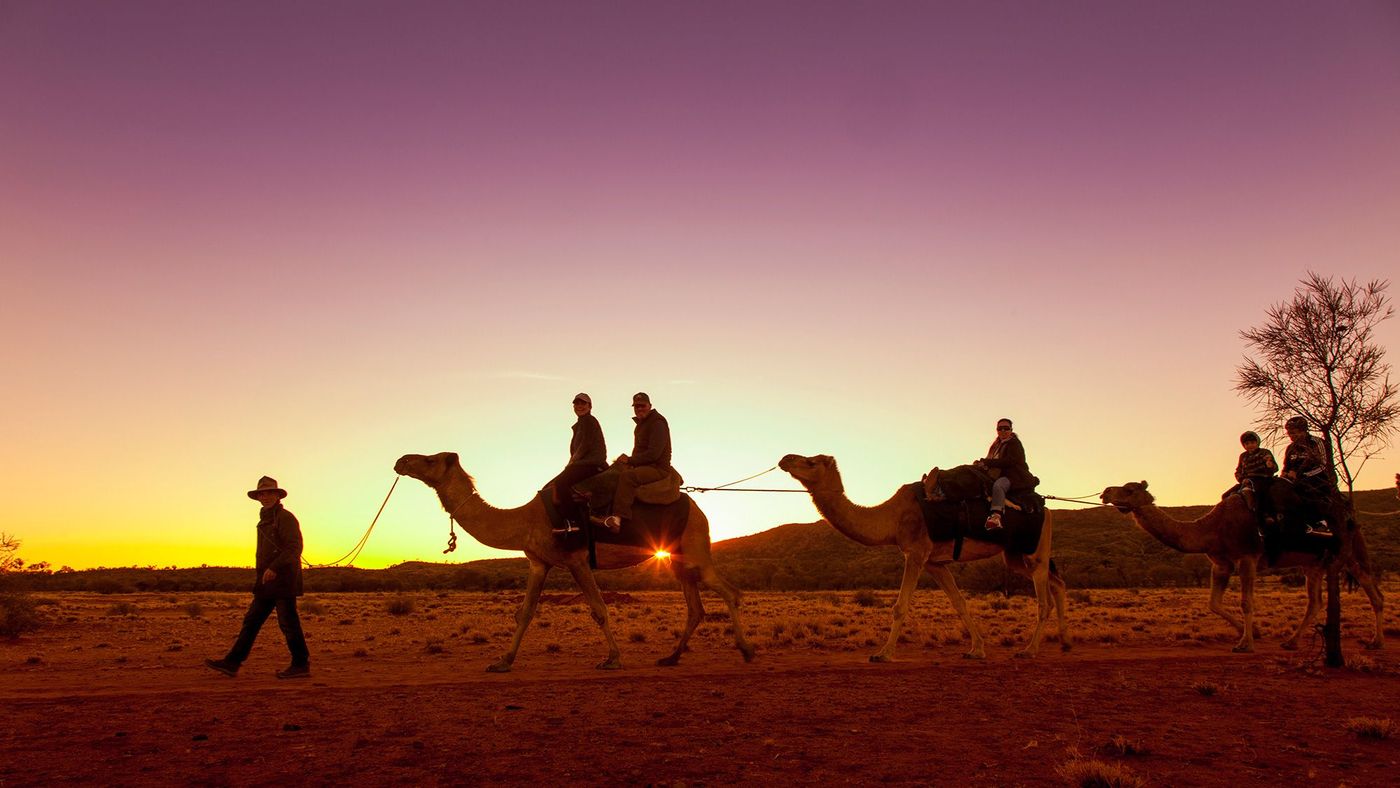 Dromadaires, Alice Springs, Territoire du Nord