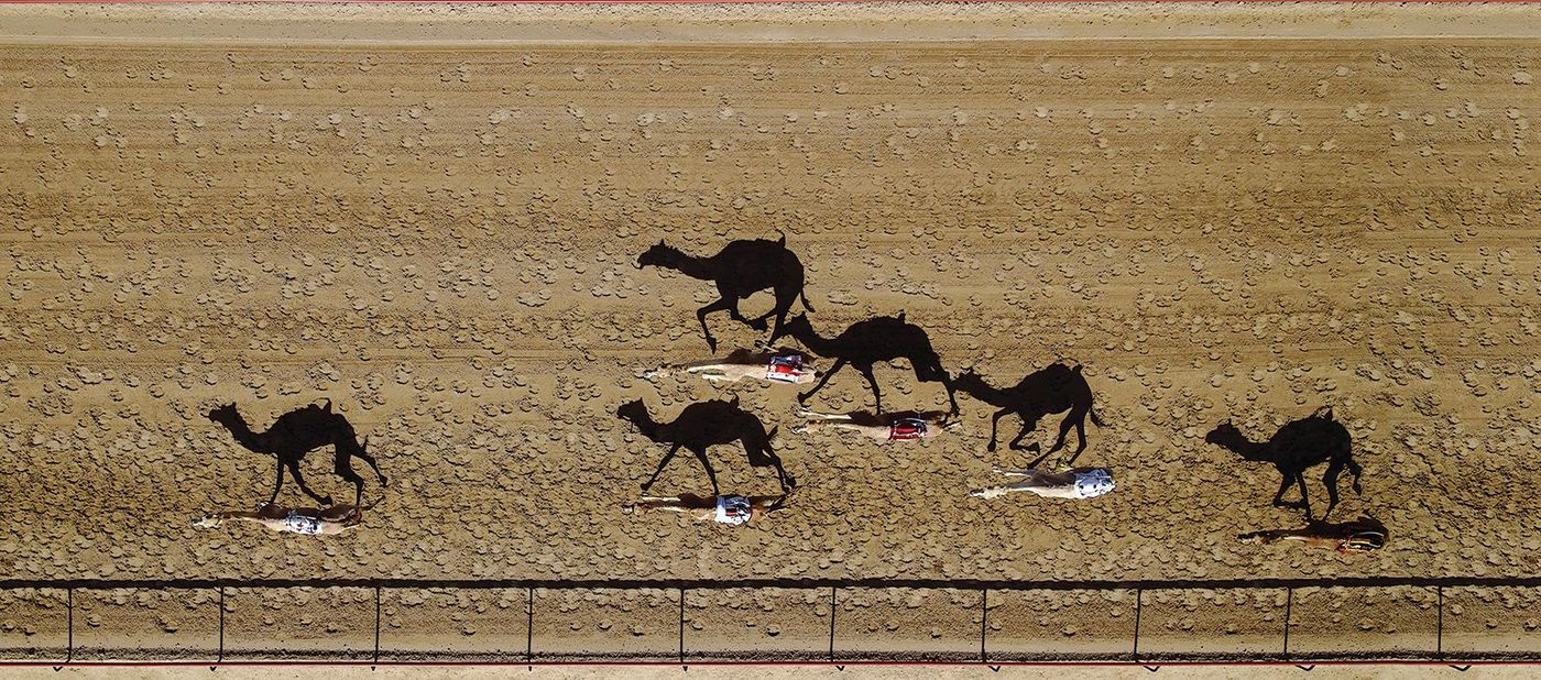 Dubaï Course de chameaux