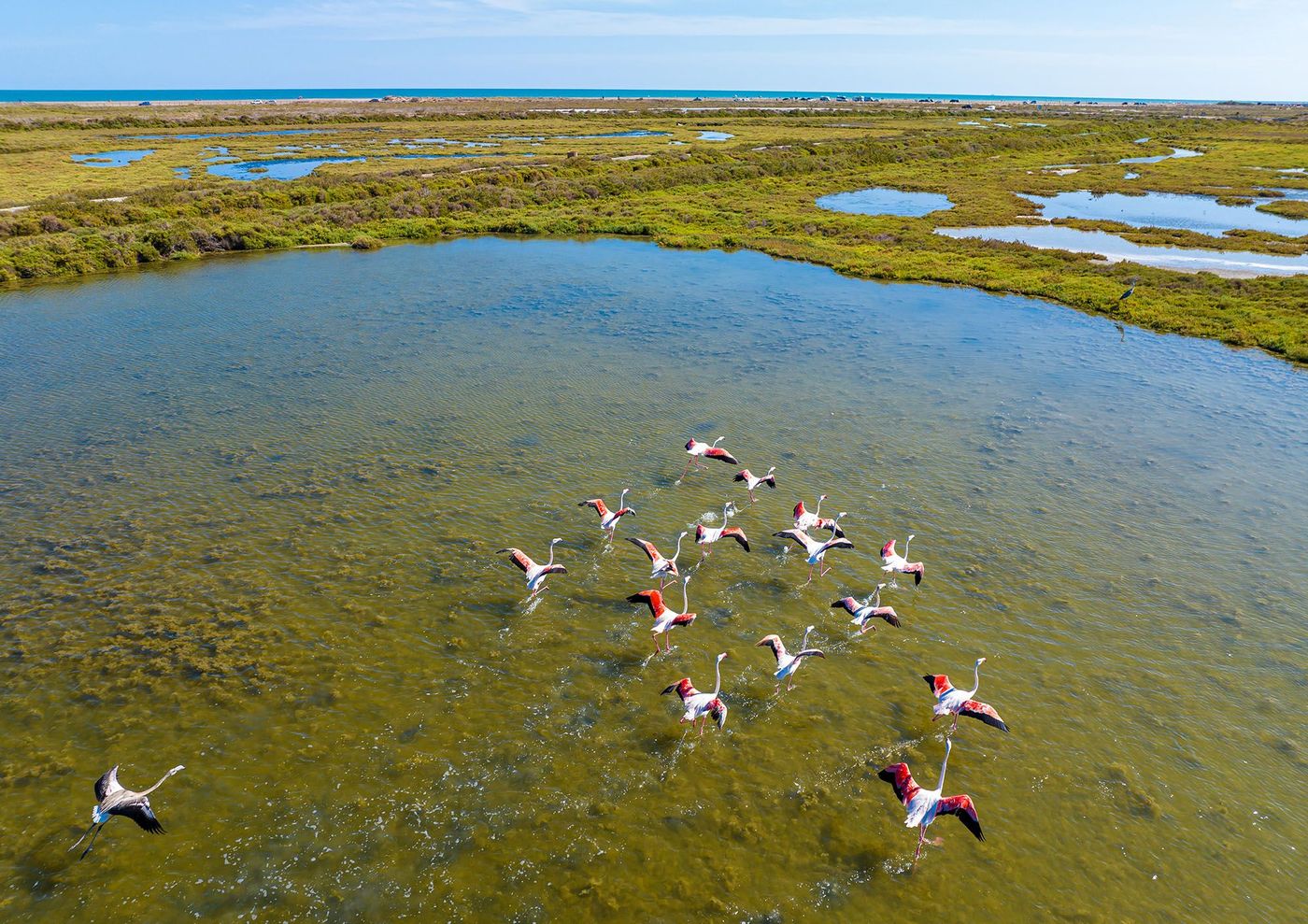 Ebre - flamants