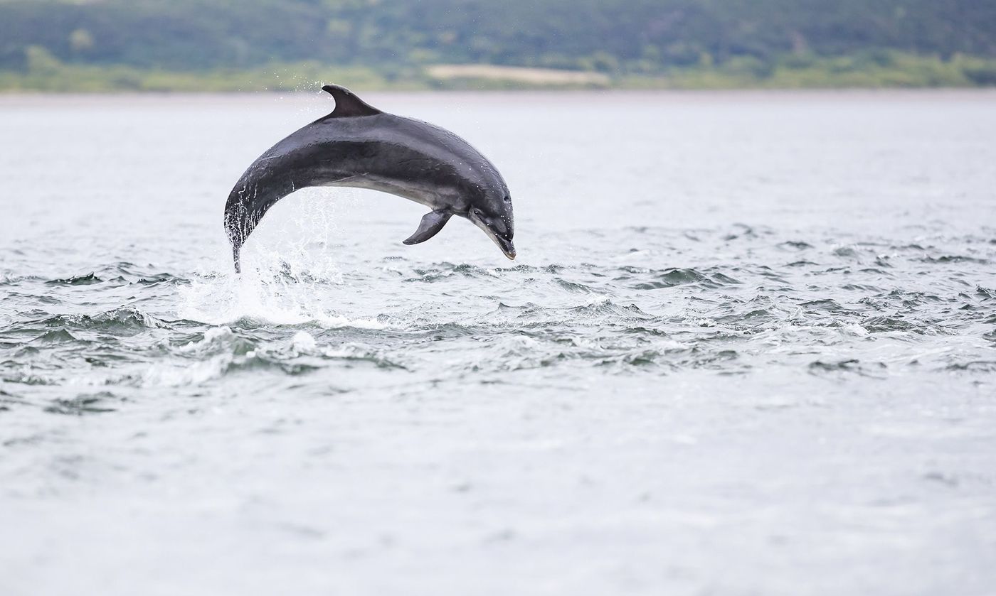 Ecosse Chanonry Point