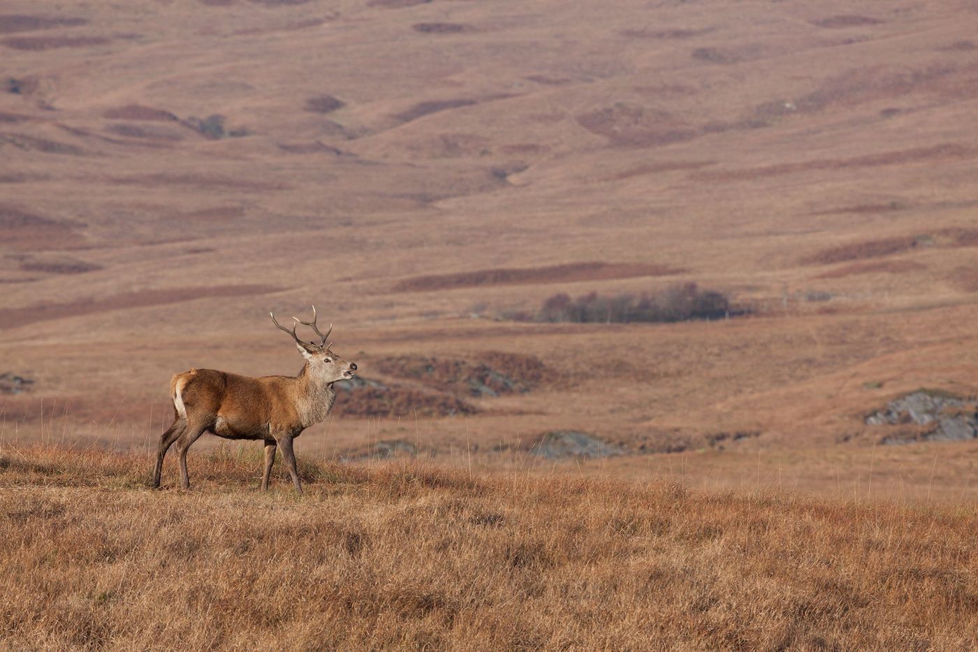 Ecosse Jura Cerf élaphe