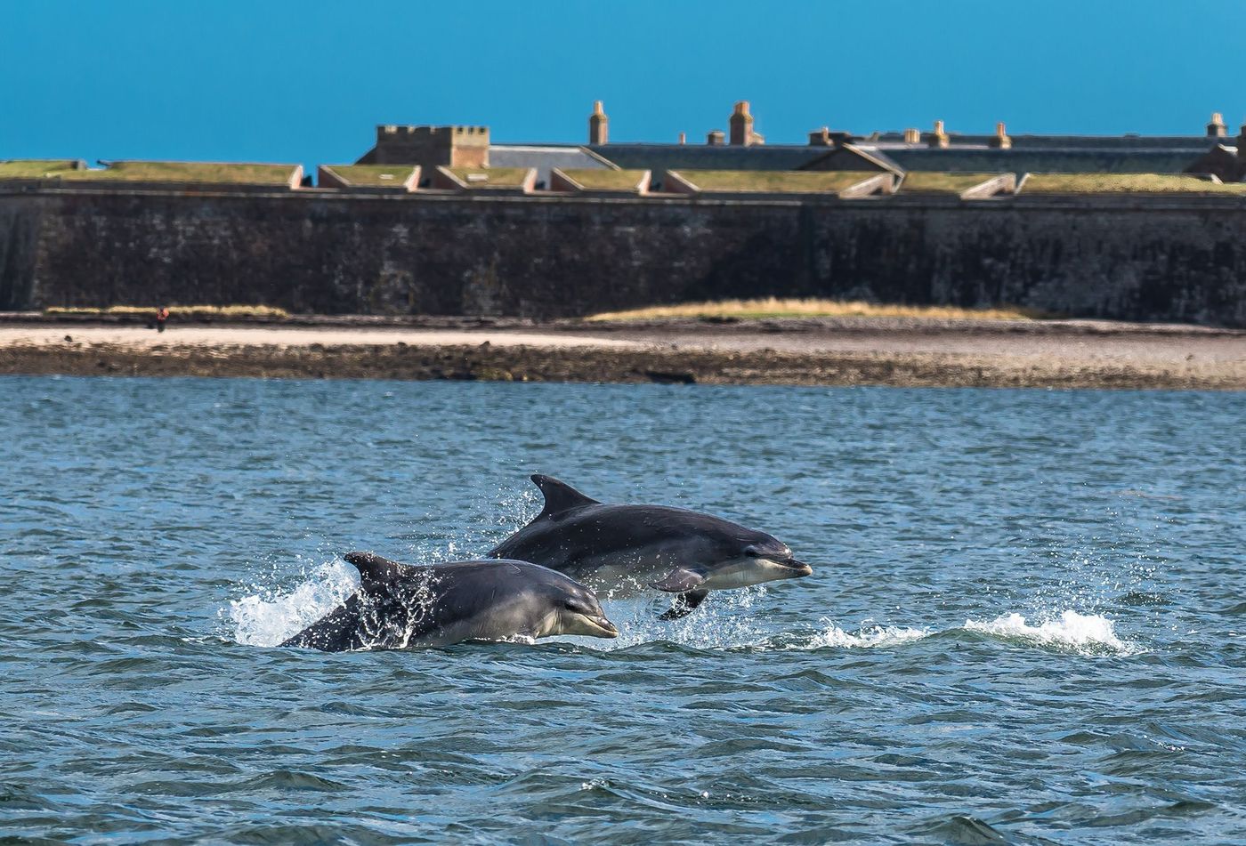 Ecosse Moray Firth Dauphins