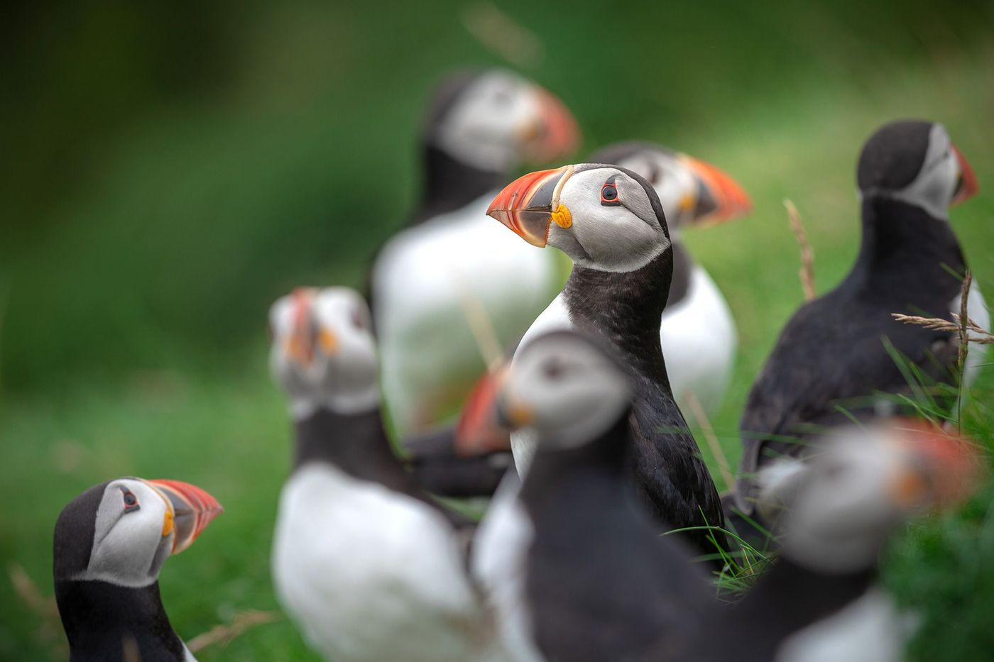 Ecosse Shetland Macareux