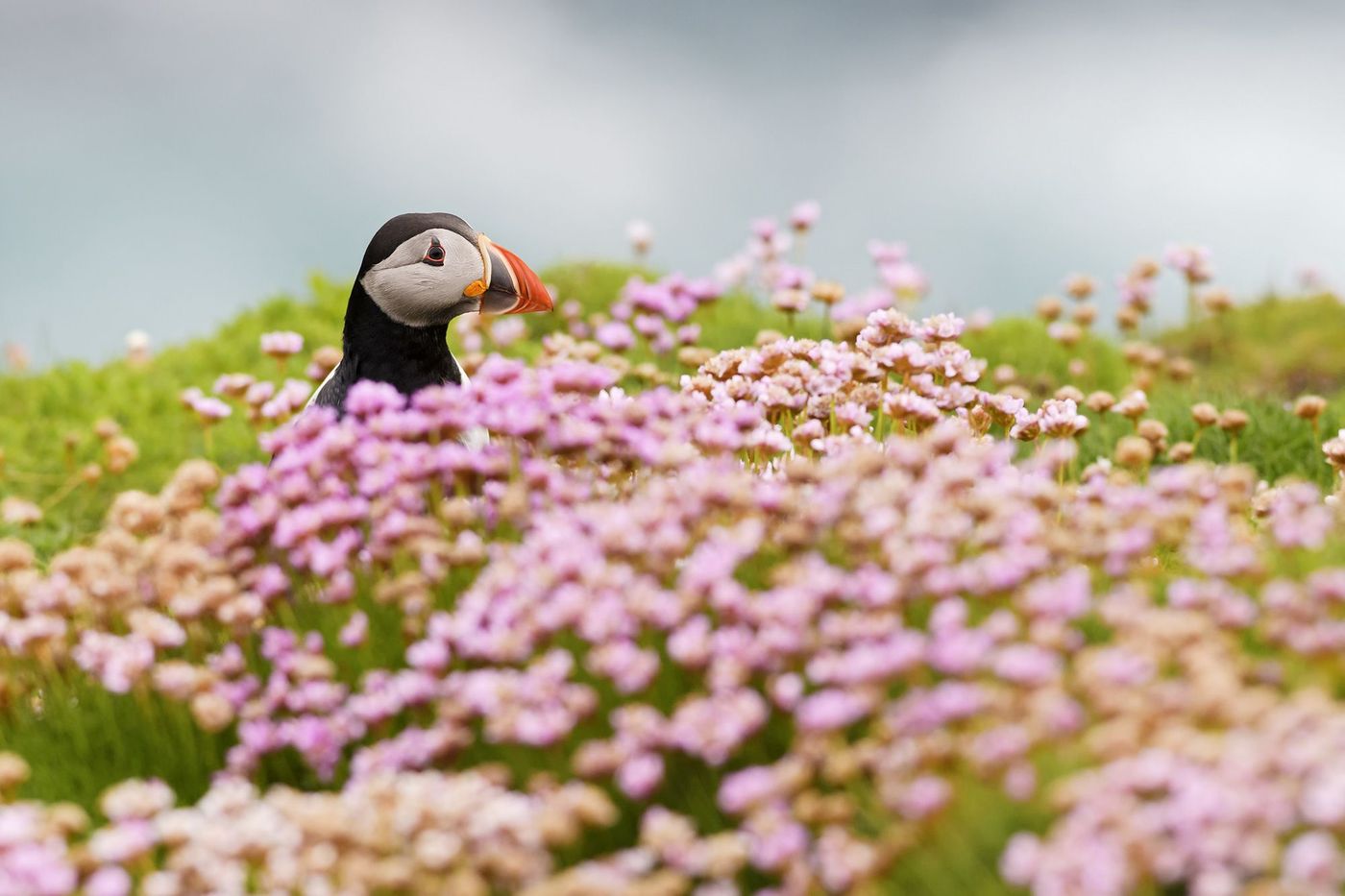 Ecosse Shetland Macareux