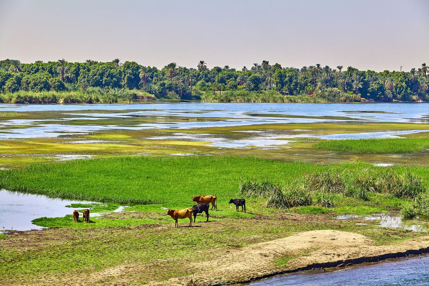 Egypte Nil Vache