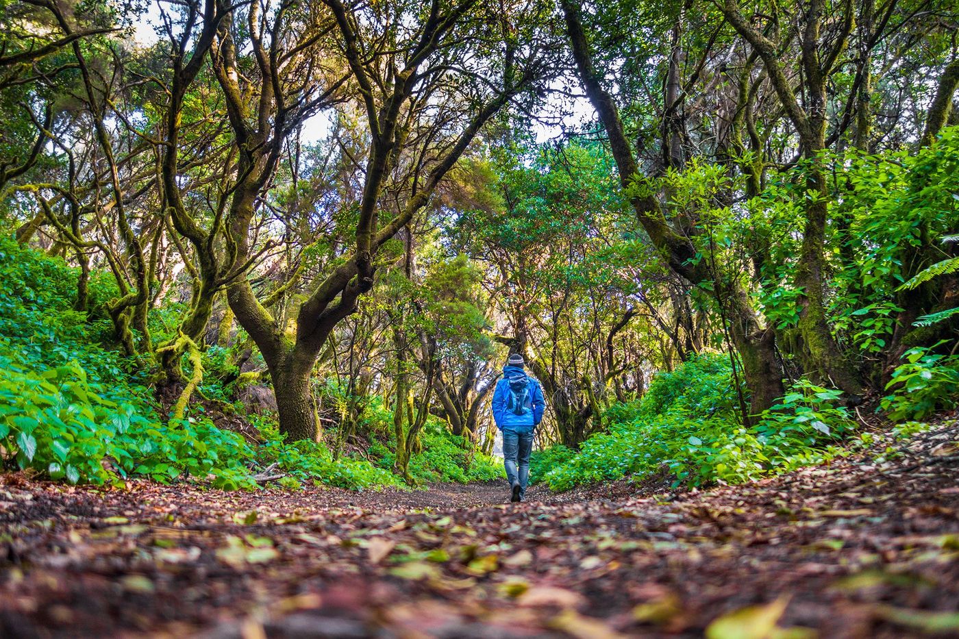 El Hierro Forêt