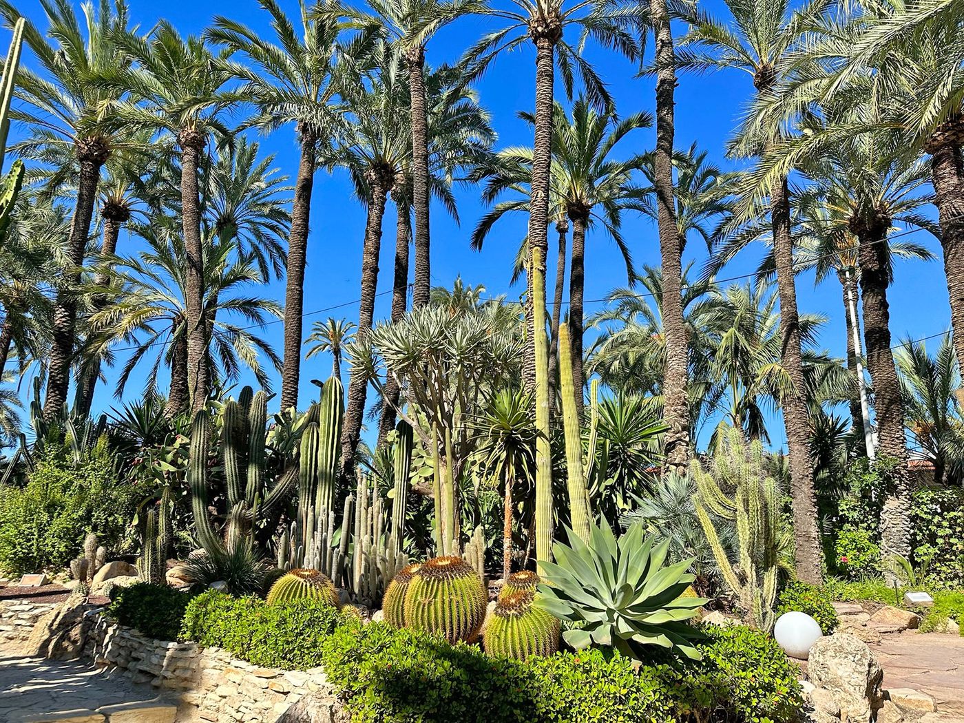 Elche - palmeraie