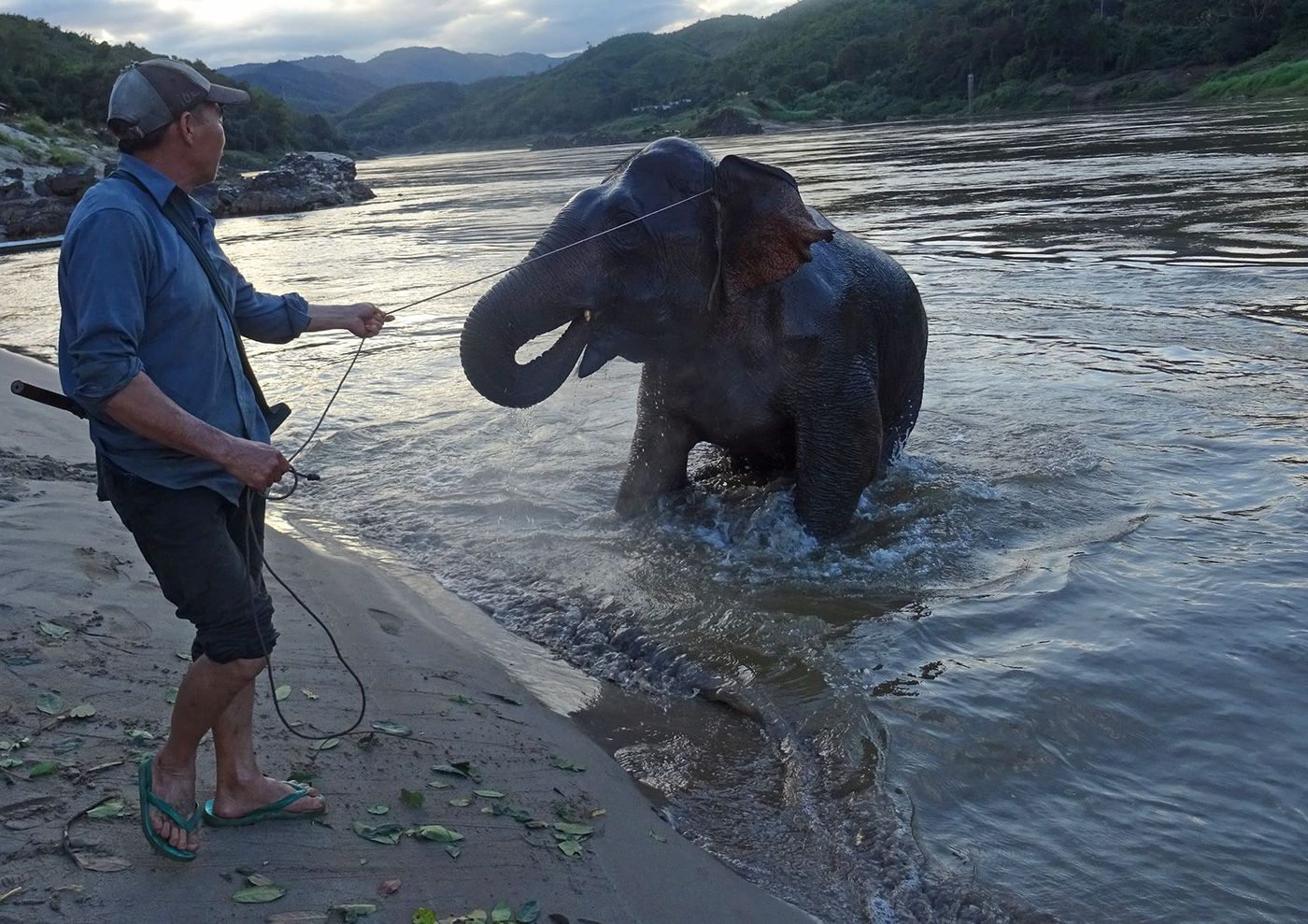 Laos Eléphant