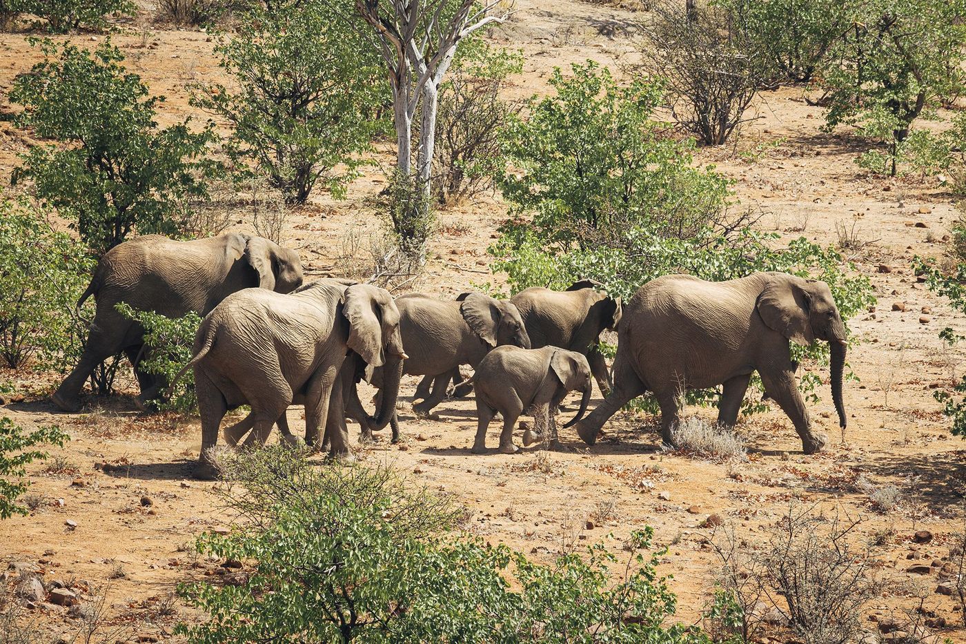 Eléphants - Namibie