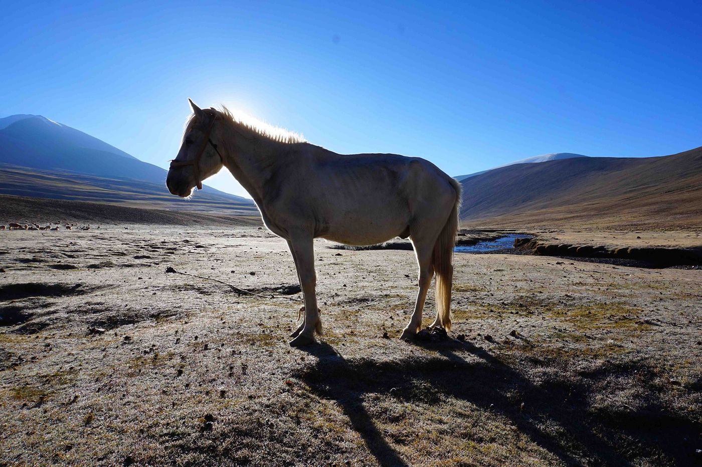 Inde Cheval Robert
