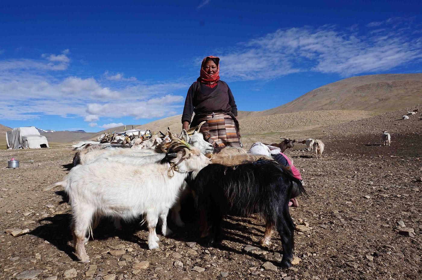 Inde Nomades tibétains