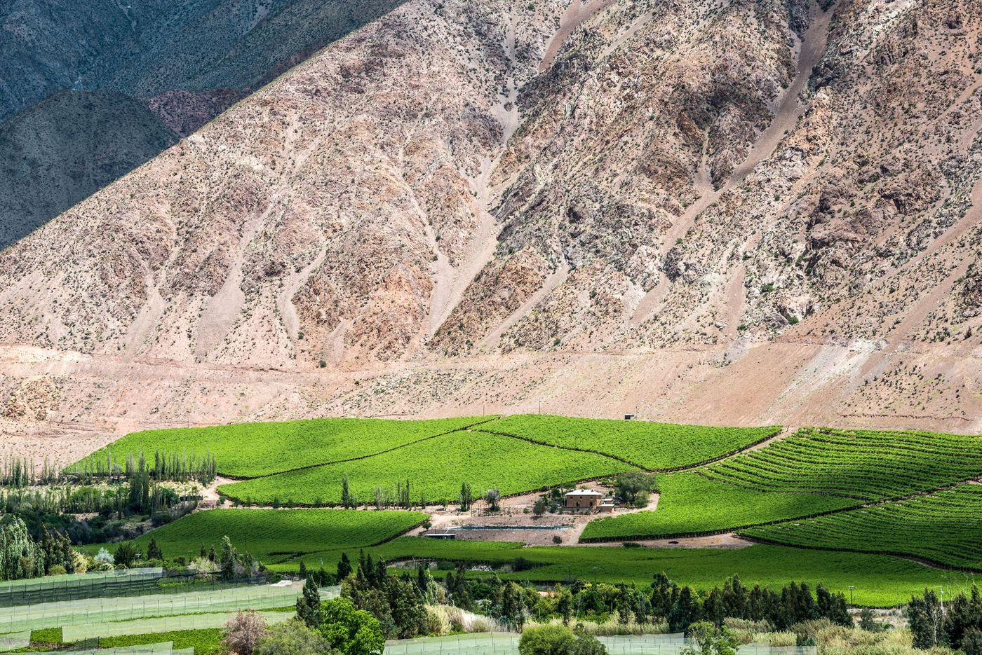 Elqui Valley Chili
